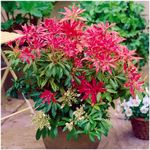 2 Litre | Pieris Japonica 'Forest Flame' | Evergreen Shrub | Pot Plant