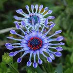 100+ Rare Blue Daisy Colorful Flowe