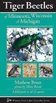 Tiger Beetles of Minnesota, Wisconsin & Michigan