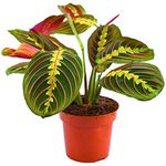 Maranta Fascinator Tricolour Prayer Plant for Home or Office (20-30cm Incl Pot)