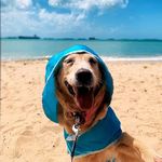 That Dog In Tuxedo Pawddington Dog Raincoat with Hoodie - Sky Blue (Size - 28, 1 Count)