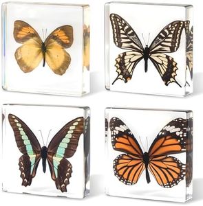 4-Pack Taxidermy Butterfly, Real Butterflies Specimens in Resin - Genuine Resin Butterflies Framed Display for Taxidermy Bugs, Oddities, Biology, Science & Home Decor (3x3x1 inch)