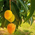 Hapus Ratnagiri Alphonso Mango Plant Hybrid Variety Grafted Plant Upto 2 ft Height King of Indian Mango | Suitable for Container Gardening | Pack of 1