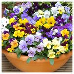 PREMIER SEEDS DIRECT VIOLA CORNUTA - LARGE FLOWER MIX - 350 SEEDS