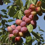 YouGarden Plum 'Victoria' Tree, Bare Root Fruit Tree, Ready to Plant, UK Garden Variety, Self-Fertile, Dwarfing Rootstock