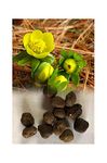 GARTHWAITE NURSERIES® : - UK Stockist : - 100 Eranthis Hyemalis Bulbs (Winter Aconites) Bright Yellow Flowers Hardy Spring Garden Perennial