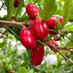 Platone High Yield Hybrid Rare Tropical Fruit Live Plant - Rare Exotic" Miracle Berry/Miracle fruit" Plant (Small Plant)