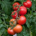 Tomato Plants