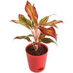 Ugaoo Aglaonema Red Natural Live Plant Indoor with Self Watering Pot