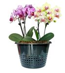 YK Plastics, 8 INCH Orchid Plant Pot Plastic 8 Inch Orchid/Hydroponics Pot, Black, Set of 6 Pcs (Black)