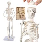 Miniature Skeleton Model