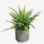 Boston Fern Houseplant Real Indoor Plant for Office, Home, Bedroom, Kitchen and Living Room, Perfect for Clean Air, Delivered Next Day