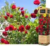 1 Gorgeous Fragrant Red Climbing Rose Bare Rooted Plant Bush Shurb Trellises Outdoor Landscape Aroma Flowers Archway Garden Fences Pergola