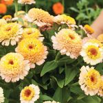 50+Perennial Zinderella Peach Seeds for Planting Outdoor-Non-GMO Heirloom Zinnia Seed Disease Resistant Attracts Butterflies