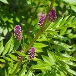 Outsidepride 100 Seeds Perennial Glycyrrhiza Glabra Licorice Root Herb Garden Seed for Planting