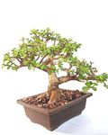 Bonsai Trees