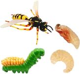 Momoplay Bumblebee Life Cycle Toy, Realistic Insect Figurine Toys, Great for Learning, Cake Toppers, Goodie Bag Fillers