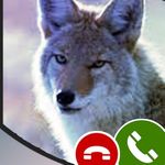 Fake call from Coyote-Free Prank