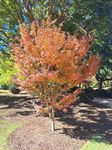 Japanese Maple Tree 1 x Plant Tubes