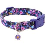 Dog Collars For Large Dogs