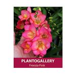 Plantogallery Flower Bulbs - Freesia Pink Flower Rhizomes Easy To Grow - Set of 10 Bulbs