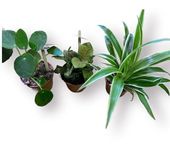 Pack of Three 2.5in Mix houseplants (Nerve Plant, UFO Plant, Bean Plant, Polka dot, peperomia Hope, Prayer Plant, etc..), Clean air Plants, Office Plants, idea Gift for All Occasion