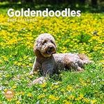 2025 Goldendoodles Monthly Wall Calendar by Bright Day, 12 x 12 Inch Cute Dog Breed Gift