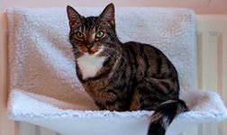 Radiator Cover For Cats