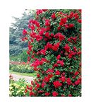 Rose Bare Root 'Pauls Scarlet' Plant Climbing Semi Double Bright Scarlet Red by Plug Plants Express Limited