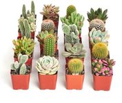 Shop Succulents Premium Live Mini C