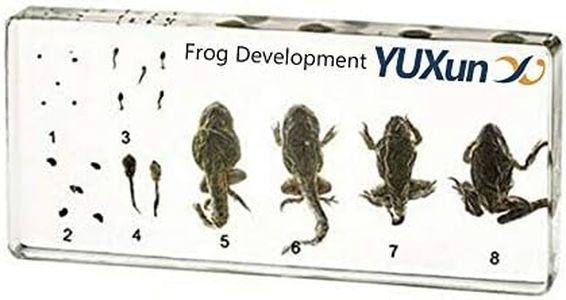 Lifecycle of a Frog Development Paperweight Specimens Paperweight Science Classroom Animal Specimen for Science Education
