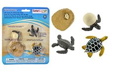 Safari 662316 Life Cycle Of A Green Sea Turtle