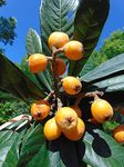 Loquats