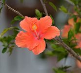 OhhSome Plants In Balcony Hibiscus Rosa-Sinensis/Chinese Rose Shoe Black Plant Exotic Live (Healthy Plant)