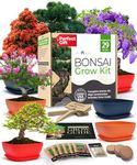 HOME GROWN Bonsai Tree Kit: Unique 