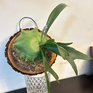 Dranvosk Staghorn Fern Mounting Board Kit Wooden Wall Planter Hanging Plant Holder for Vertical Plant,Platycerium, Orchids,Succulents(Round)