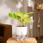 KYARI Money Variegated Indoor Plants for Living Room | Live Plants | Plants with White Self Watering Pot for Home | Air purifier plants | Plants for Home Decor | Plants for Garden & bedroom