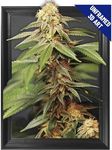 Trippy Marijuana Weed Plant 3D Poster Wall Art Decor Print | 11.8 x 15.7 | Lenticular Posters & Pictures | Photo Memorabilia Gift for Guys & Girls Bedroom | Cool Hippie Psychedelic Sativa Pot Leaf Bud