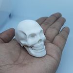 Human Skull Model (Medium (5.0cm * 8.2cm * 6.3cm))