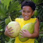 Creative Farmer Live Exotic Veg Plant Breadfruit Artocarpus Altilis (Breadfruit) Traditional Tasty Healthy Plants Outdoor Garden Plant(1 Healthy Live Plant)