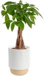 Costa Farms Money Tree Live Plant |