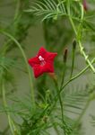 Gebdinsh Garden® Imported Cypress Vine Flower Seeds For Kitchen Gardening (Pack Of 100 Seeds)