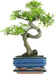 Bonsai Boy Indoor Plants