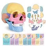 ArtCreativity Anatomical Skull Puzz