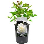 Happy New Home Rose - Housewarming New House Gift - Celebrate a New Home, First House, Big Move with a Unique Living Plant Gift