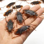 Pack of 20 Pieces Frisky Creepy Plastic Cockroaches for Fun Halloween Pranks and Tricks Night Party