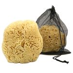 Real sea Sponge for Men - Extra Large 6"-7", Totally Natural, Kind on Skin for an invigorating Shower, Supplied in…