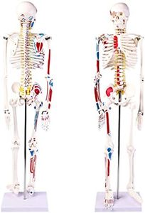 SKUMOD Human Skeleton Model, 34" Tall Skeletal Anatomy Model with Disassembled Skull, Arms and Legs to Simulate Natural Movement, with Numbered Muscle Insertion and Origin Points