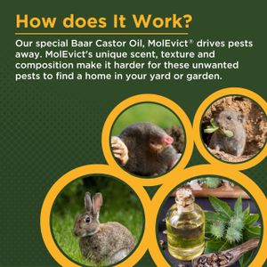 Baar MolEvict Mole Repellent 32oz – Outdoor Lawn Treatment