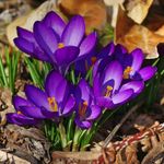 Carbeth Plants - 50 x Crocus Ruby Giant Spring Bulbs - Purple Early Flowering Spring Perennials - UK Hardy Low Maintenance Pollinator Friendly - Grow in Beds, Borders and Patio Pots